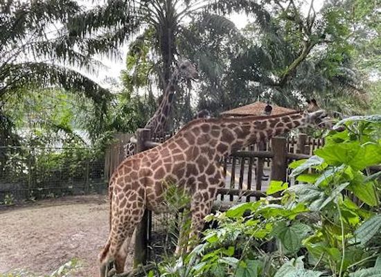 singapore/jurong/attraction/singapore-zoo