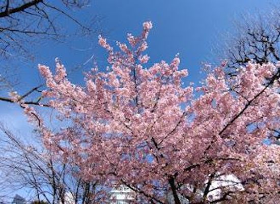 japan/tokyo/attraction/okachimachi-park