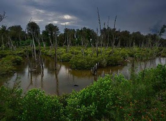 uganda/entebbe/attraction/mabamba-swamp-shoebill-watching-greatest-in-the-game-defined-by-experience