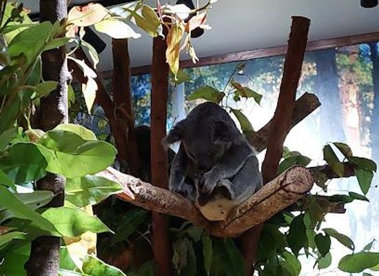 australia/cairns/attraction/cairns-koalas-creatures