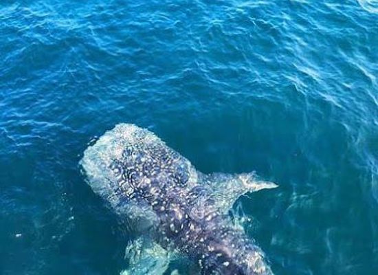 sri-lanka/matara/attraction/whale-watching-mirissa-with-kumara