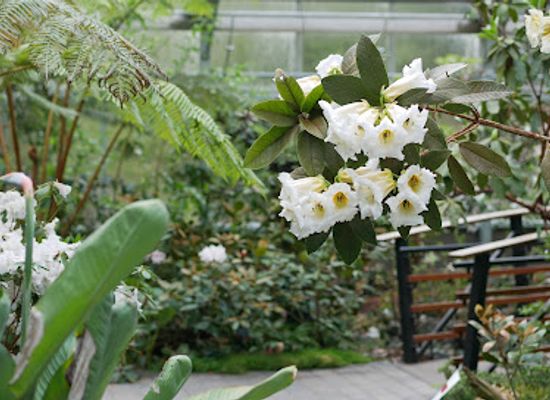 oregon/jefferson-county/attraction/rhododendron-species-botanical-garden