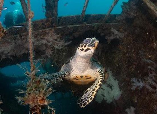 australia/fraser-island/attraction/hervey-bay-dive-centre