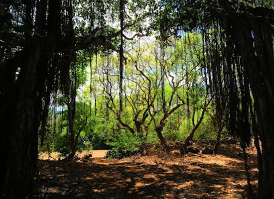 mauritius/pointe-aux-piments/attraction/mutipliant-plaines-et-foret