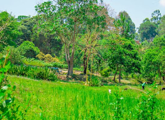 malawi/mzuzu/attraction/ntchezgo-garden