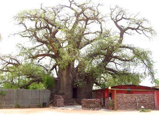namibia/kaokoland/attraction/ombalantu-baobab-tree