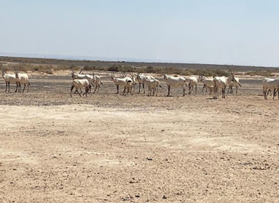 jordan/shawmari-wildlife-reserve/attraction/shaumari-wildlife-reserve-visitor-center