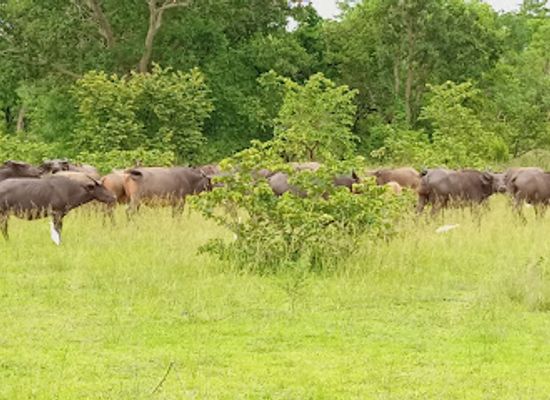 togo/plateaux-region/attraction/parc-sarakawa