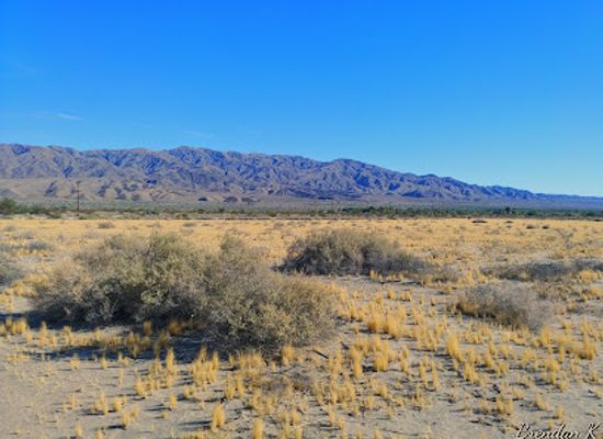 california/colorado-desert/attraction/dos-palmas-preserve