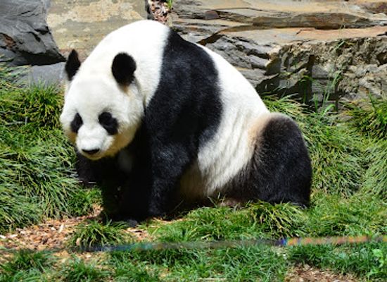 australia/north-east-south-australia/attraction/adelaide-zoo