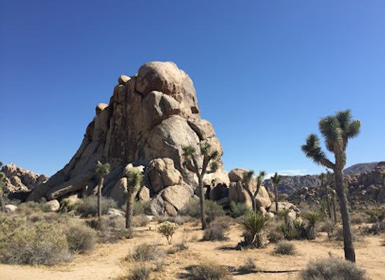 california/joshua-tree-national-park/attraction/quail-springs-picnic-area