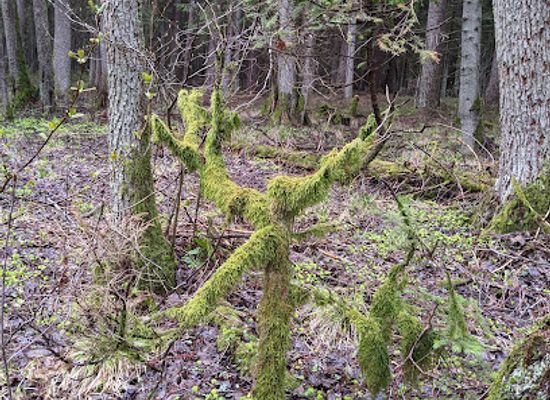 latvia/jurmala/attraction/bulduri-forest