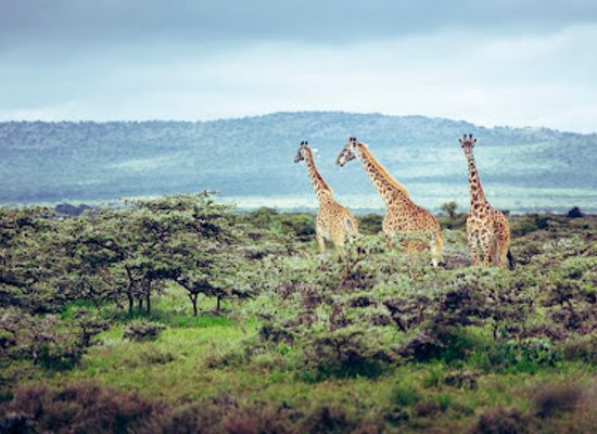 kenya/loita-plains/attraction/maji-moto-eco-camp