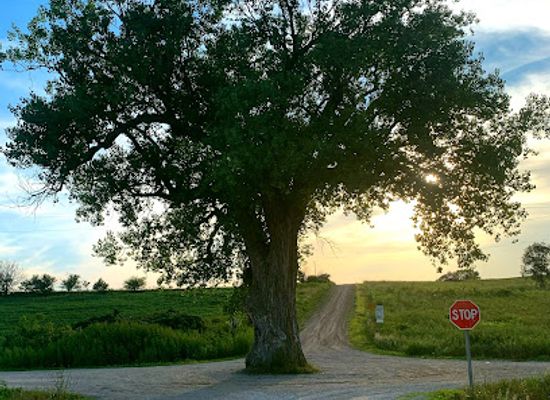 iowa/historic-hills-scenic-byway/attraction/tree-in-the-road