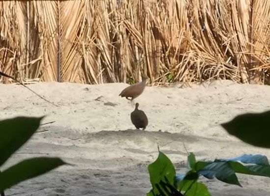 solomon-islands/savo-island/attraction/megapodes-field
