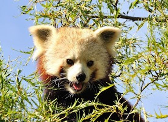 united-kingdom/cambridgeshire/attraction/shepreth-wildlife-park