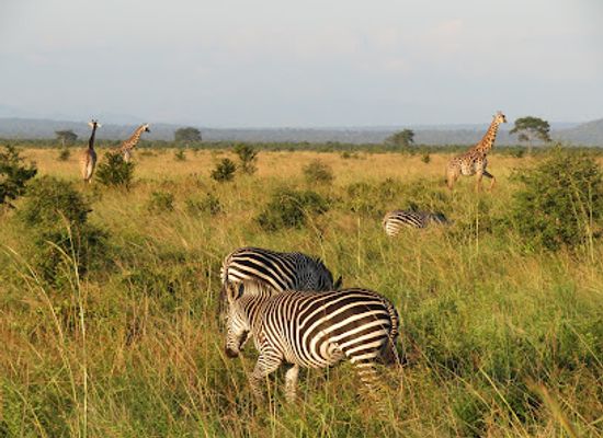 tanzania/ruaha-region/attraction/mikumi-national-park