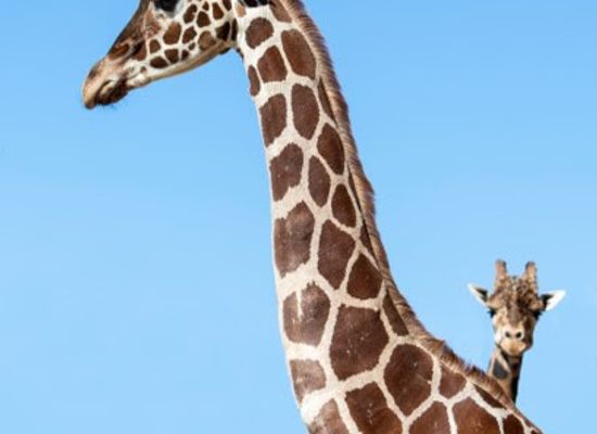 denmark/west-jutland/attraction/jyllands-park-zoo