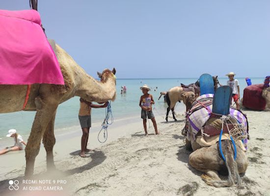 libya/surt-desert/attraction/greater-flamingo-island