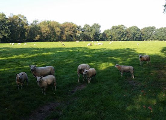 netherlands/friesland/attraction/stichting-de-friesch-groningsche-heide
