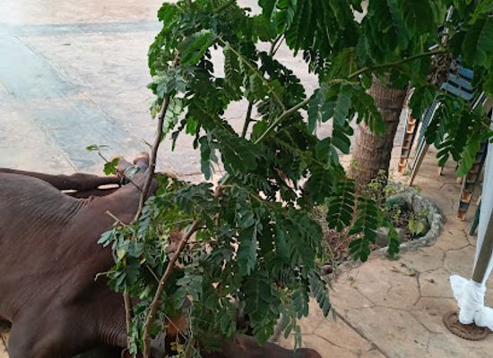 nigeria/south-east/attraction/nnobi-park
