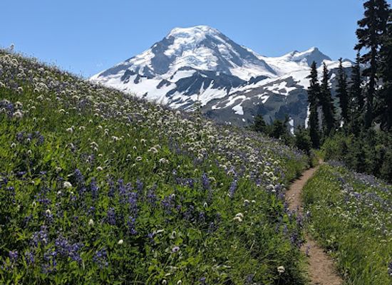washington/mount-baker/attraction/skyline-divide-trailhead
