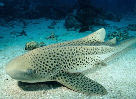 maldives/meemu-atoll/attraction/leopard-reef