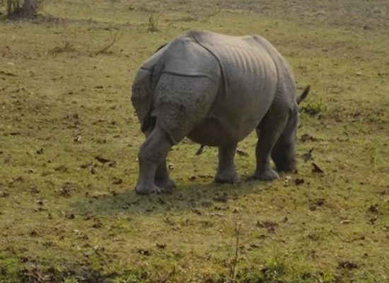 india/kaziranga-national-park/attraction/kaziranga-jungle-safari
