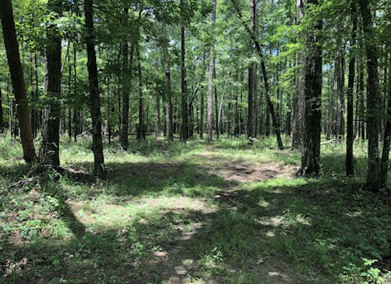 mississippi/the-flatwoods/attraction/bienville-national-forest