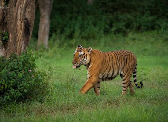 india/south-india/attraction/bandipur-national-park