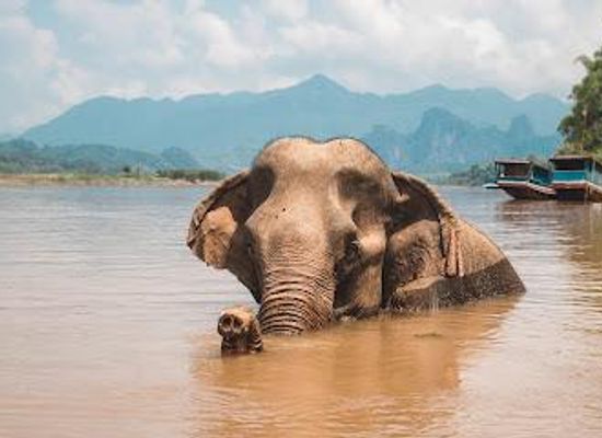 laos/luang-prabang/attraction/manifa-elephant-camp