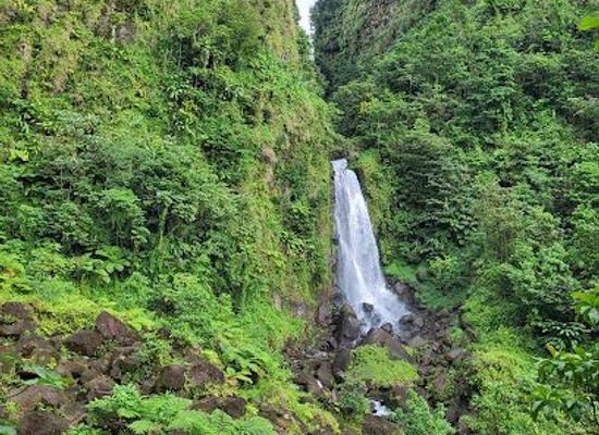 dominica/castle-bruce/attraction/papillote-tropical-gardens