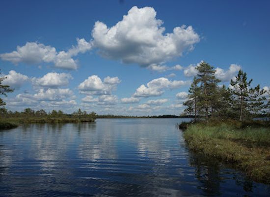 estonia/jarvamaa/attraction/loosalu-raba-matkarada