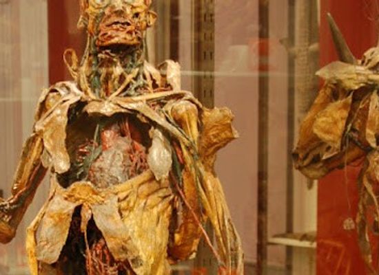 spain/madrid/attraction/museum-of-anatomy-javier-puerta