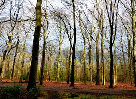 netherlands/west-friesland/attraction/natuurmonumenten-cronebos