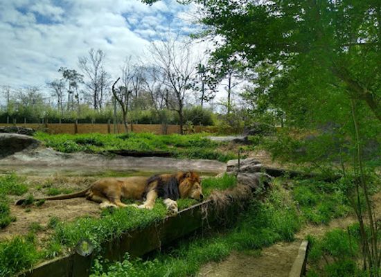 alabama/lookout-mountain/attraction/birmingham-zoo