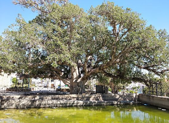 cyprus/nissi-beach/attraction/drevneishie-derevo-aiya-napy