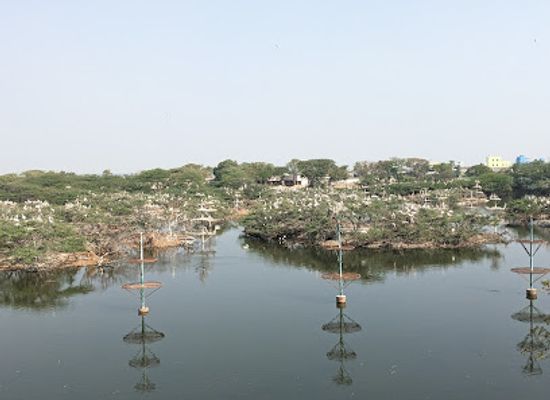india/northern-plains/attraction/uppalapadu-birds-protection-center