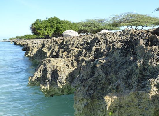 aruba/fontein-cave/attraction/fofoti-tree