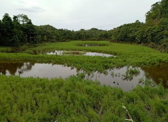 philippines/siargao/attraction/paghungawan-marsh