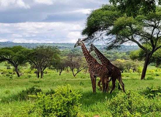tanzania/singida/attraction/tarangire-national-park