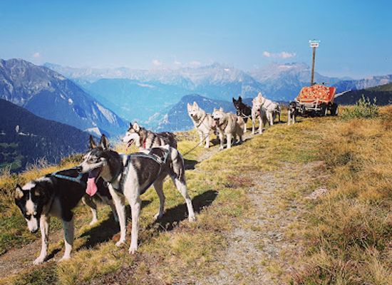 switzerland/verbier/attraction/taki-trek-chiens-de-traineaux