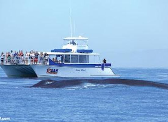 california/orange-county/attraction/dana-wharf-sportfishing-whale-watching-dana-point