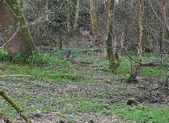 united-kingdom/stirling/attraction/blue-bell-woods