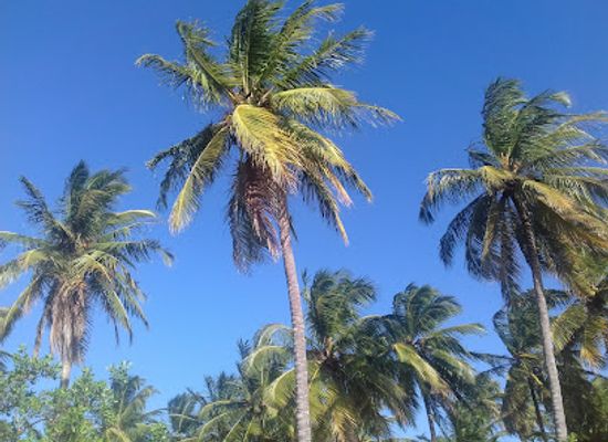 brazil/jericoacoara/attraction/sitio-dos-coqueiros