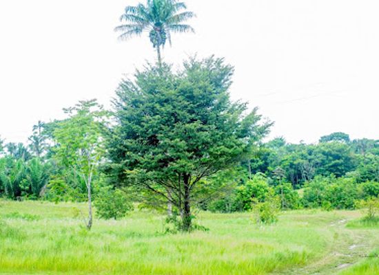 guyana/upper-demerara-berbice/attraction/lucky-spot
