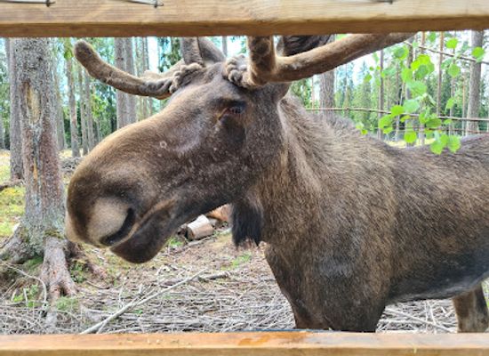 sweden/svealand/attraction/varmlands-moose-park