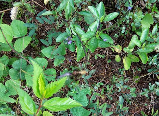 cameroon/forest-region/attraction/oban-hills