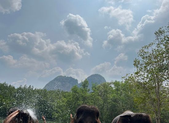 thailand/krabi/ao-nang/attraction/krabi-elephant-shelter