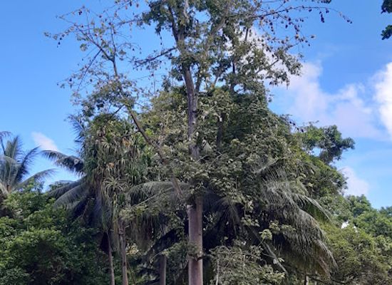nauru/meneng-district/attraction/ubweno-buada